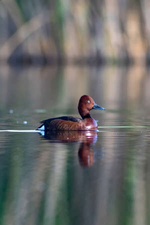 Swimming duck. Lake habitat background. Bird: Ferruginous Duck. Aythya nyroca.の写真素材