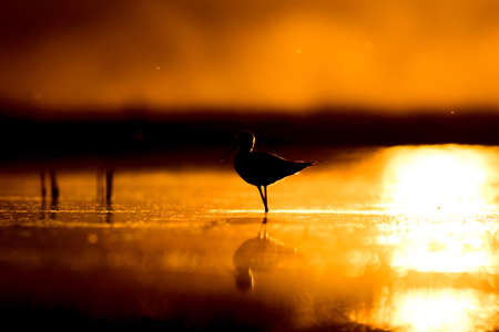 Sunset nature and bird. Sunset nature background. Common water bird: Black winged Stilt. Himantopus himantopusの写真素材