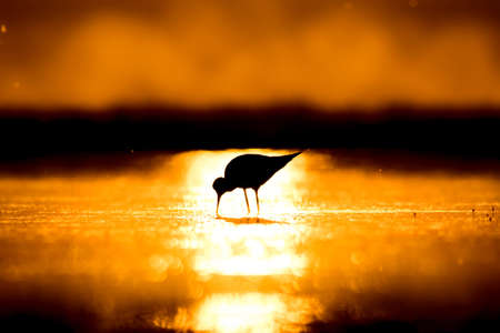 Sunset nature and bird. Sunset nature background. Common water bird: Black winged Stilt. Himantopus himantopusの写真素材
