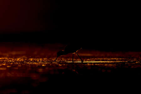 Sunset nature and bird. Sunset nature background. Common water bird: Black winged Stilt. Himantopus himantopusの写真素材