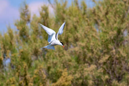 Flying bird tern. Nature background.