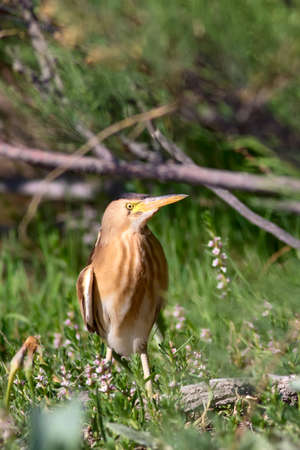 Little Bittern. Ixobrychus Nature habitat background. Kayseri Sultan Reed. Turkey.