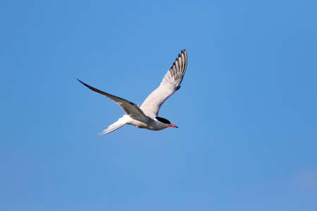 Flying bird tern. Blue sky and white clouds background.