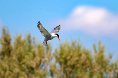 Flying bird tern. Nature background.の写真素材