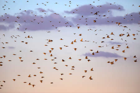 Abstract nature. Flying birds. Blue sky background.