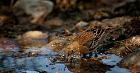 A common corn bunting, Emberiza cinerea, drinks water from a puddle.の写真素材