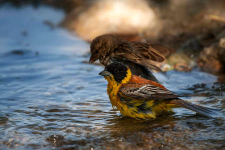 A male yellowhammer (Emberiza citrinella) taking a bath in the water.の写真素材