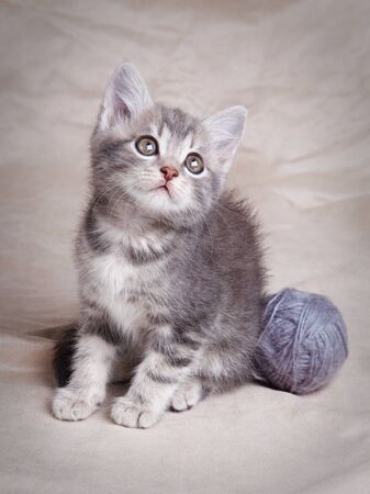beautiful gray tabby kitten with  ball  on gray backgroundの写真素材