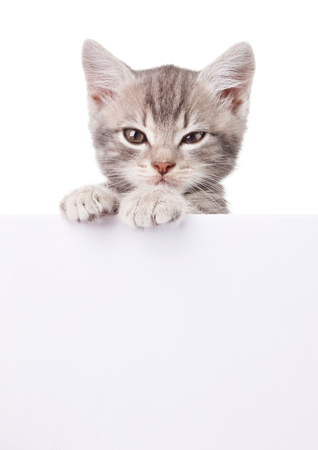 beautiful little emotional gray kitten with white boardの写真素材