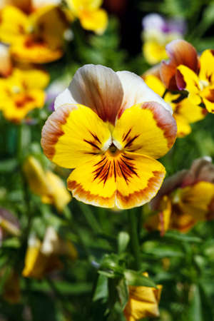 Yellow pansyの写真素材