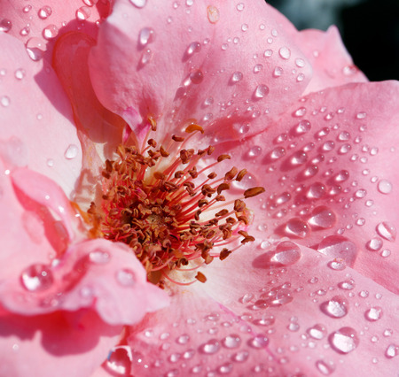 Pink rose with drops of dewの写真素材