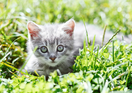 Little gray kitten in the green grassの写真素材