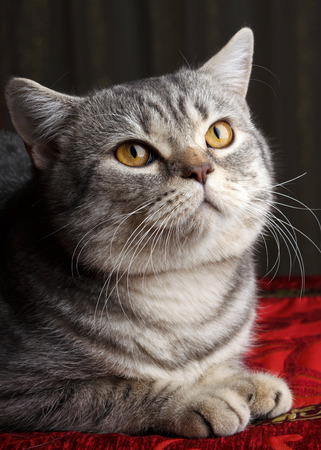 nice gray catの写真素材