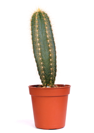 decorative cactus in brown pot on a white backgroundの写真素材