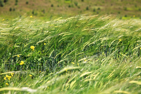green ears of wheat on the fieldの写真素材