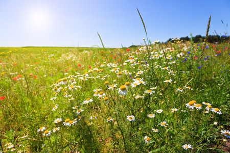 Flower summer fieldの写真素材