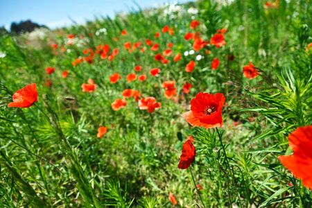 beautiful Poppy Fieldの写真素材