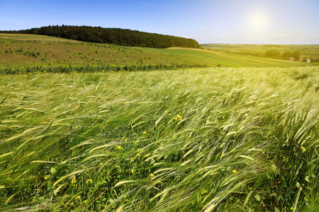 green ears of wheat on the fieldの写真素材