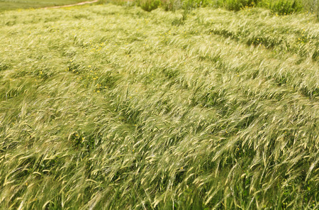 green ears of wheat on the fieldの写真素材