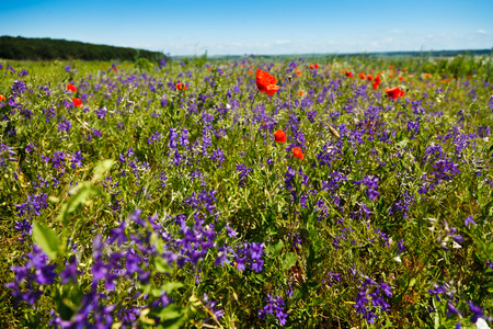 Flower summer fieldの写真素材