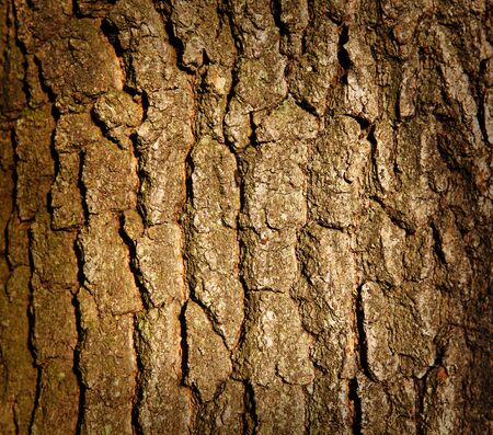 tree trunk textureの写真素材