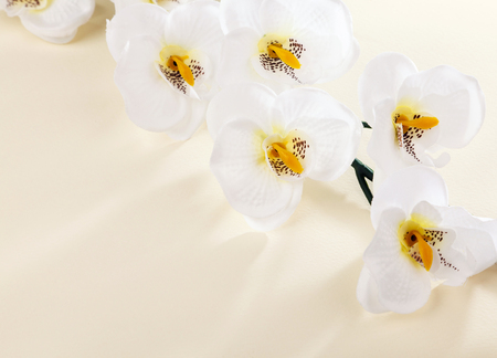 white artificial flowers on a white backgroundの写真素材