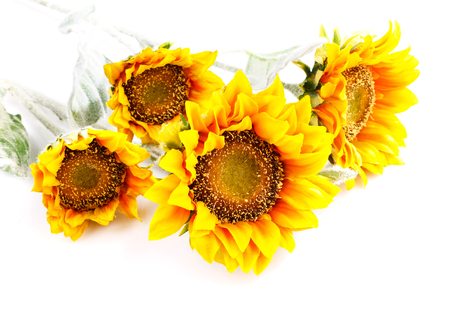 sunflowers isolated  on  white, artificialの写真素材