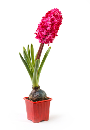 hyacinth in a pot on a white backgroundの写真素材