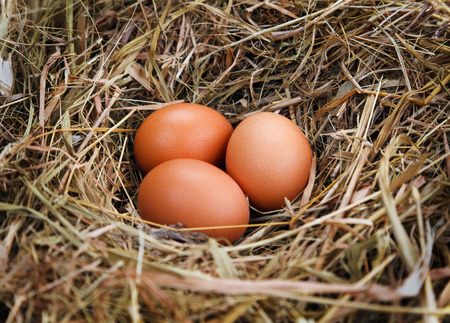 egg in a nest of strawの写真素材