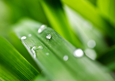 dew drops on the green grassの写真素材