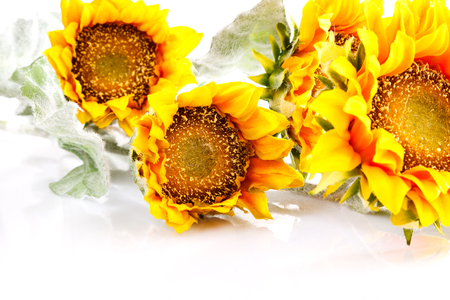 sunflowers on a white backgroundの写真素材