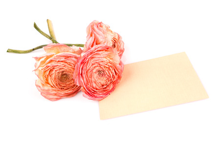 three dry roses and clean card with place for label isolated on whiteの写真素材
