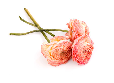three dry roses isolated  on whiteの写真素材