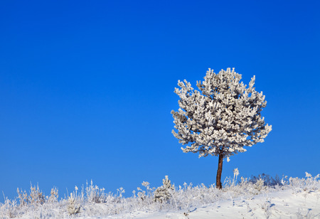 snowy tree on a sunny winter frosty day with blue skyの写真素材