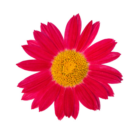 pink daisy isolated on a white backgroundの写真素材