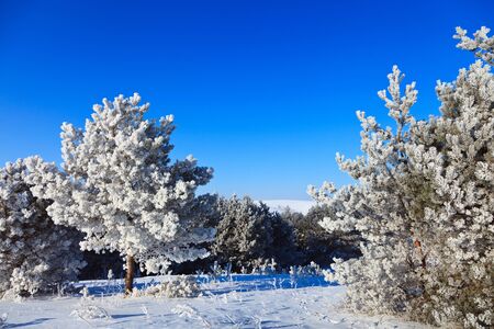 snowy trees on a sunny winter frosty day, place for textの写真素材