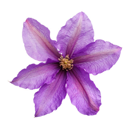 violet flower isolated on white backgroundの写真素材