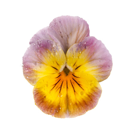 pansy with dew drops isolated on white backgroundの写真素材
