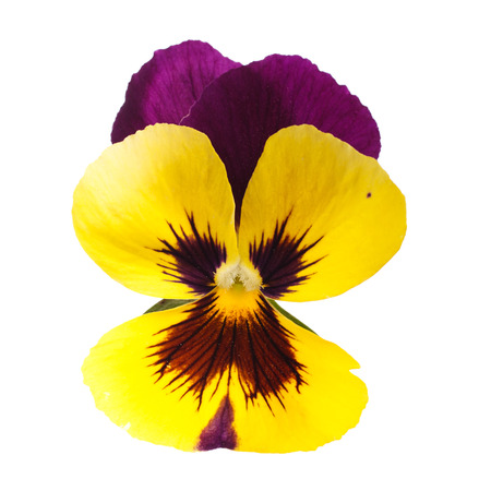 yellow pansy  isolated on white backgroundの写真素材