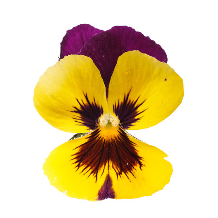 yellow pansy with dew drops isolated on white backgroundの写真素材
