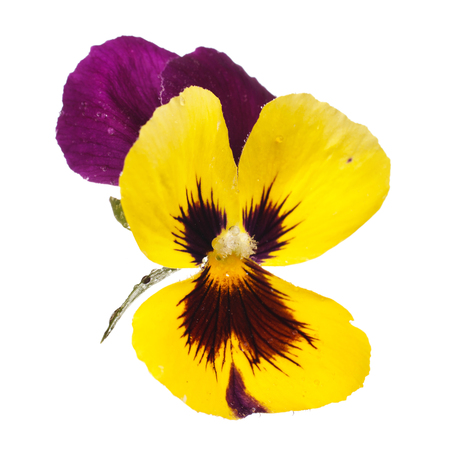 yellow pansy with dew drops isolated on white backgroundの写真素材