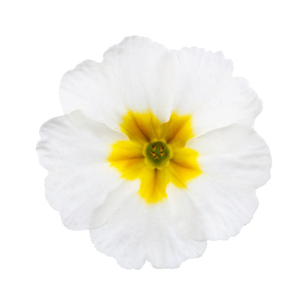 White Primula Primrose isolated white backgroundの写真素材