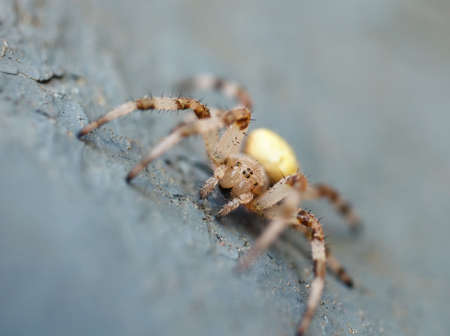 Spider in nature backgroundの写真素材