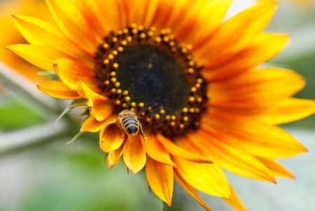 sunflower with beeの写真素材