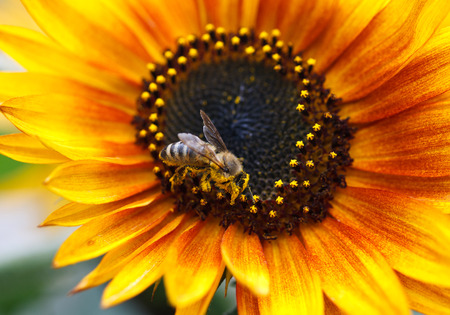 Sunflower With Beeの写真素材
