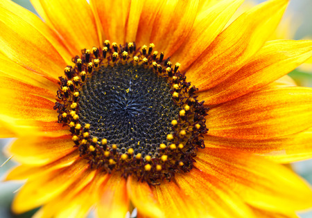 Sunflowerの写真素材