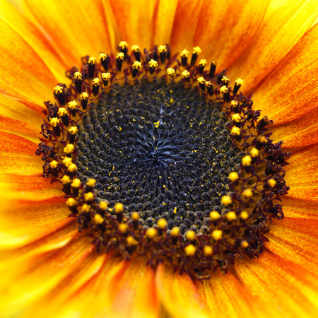 Sunflowerの写真素材