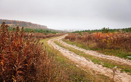 dirt autumn road among the dry potionの写真素材