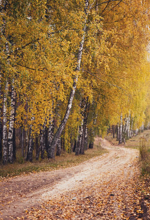 Autumn forest road between birch treesの写真素材