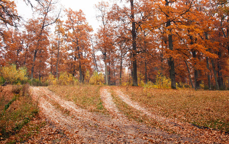 Autumn forest dirt roadの写真素材